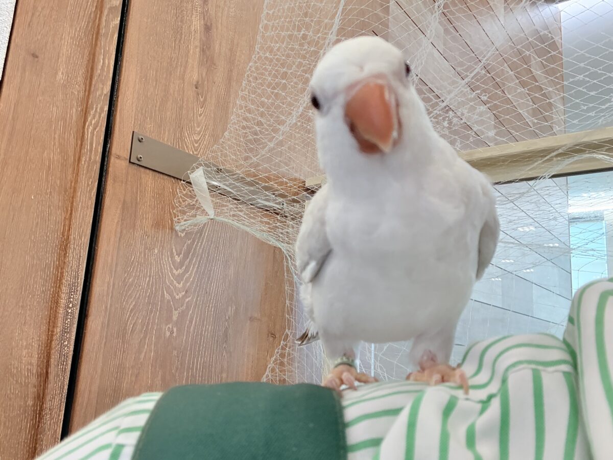 オキナインコ