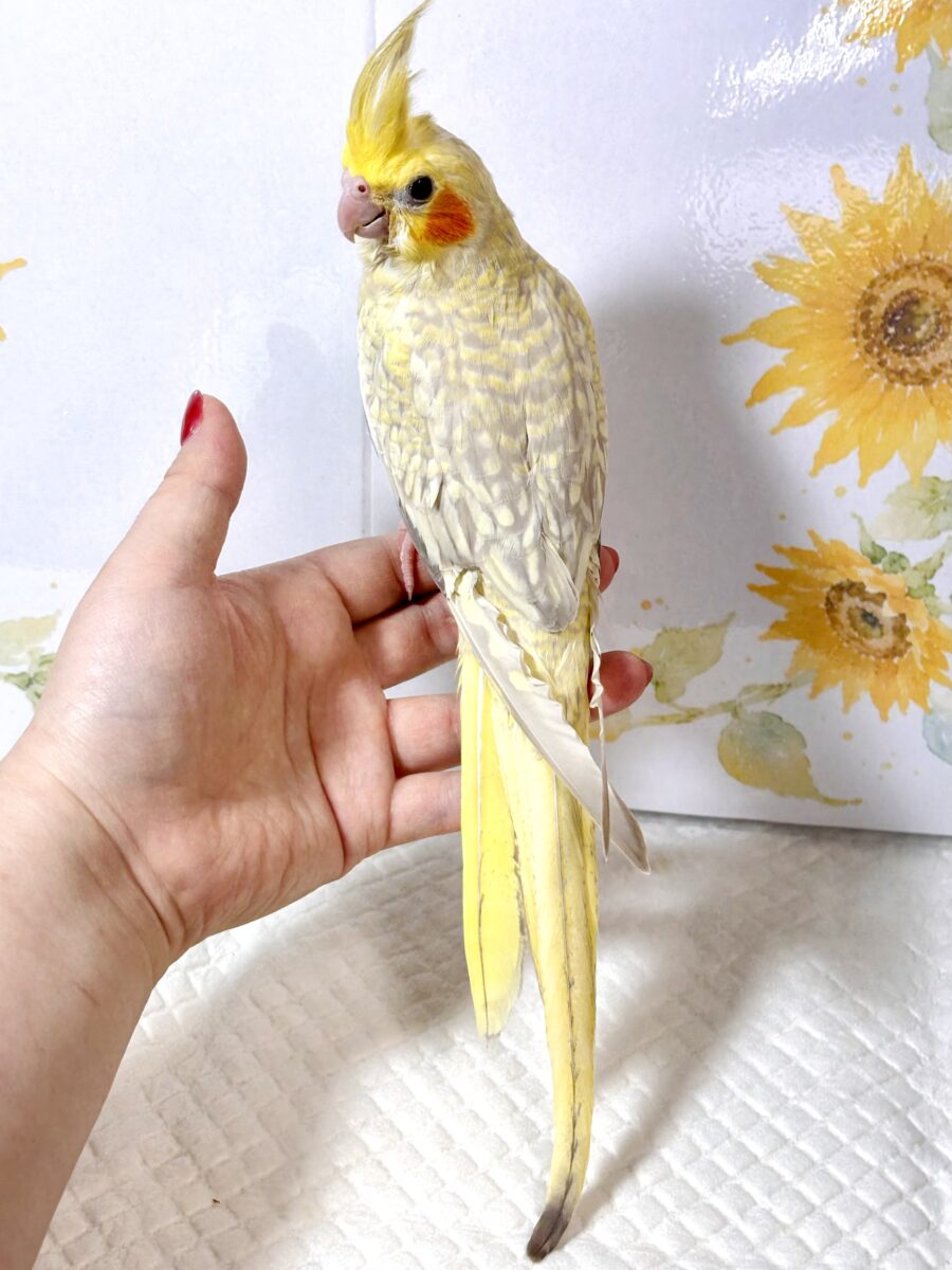 オカメインコ