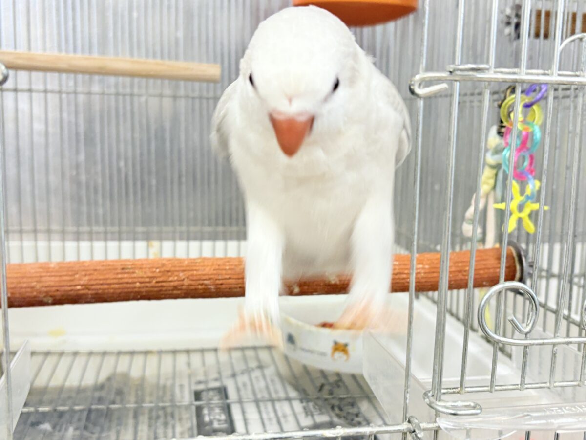 オキナインコ