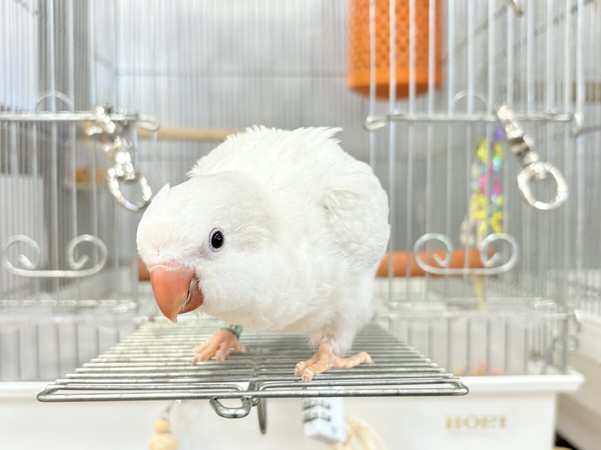 オキナインコ