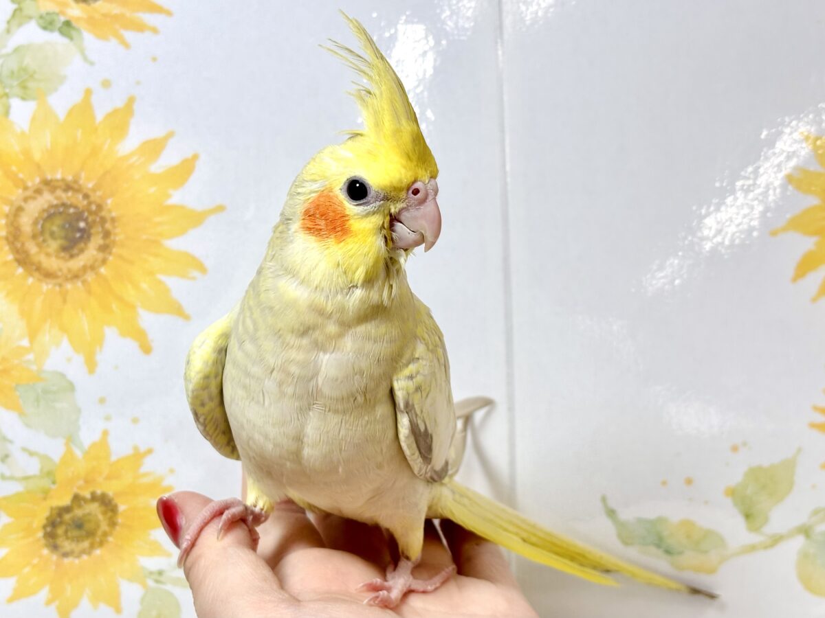オカメインコ シナモンパール 🤎🧡💛🦜 オカメインコ