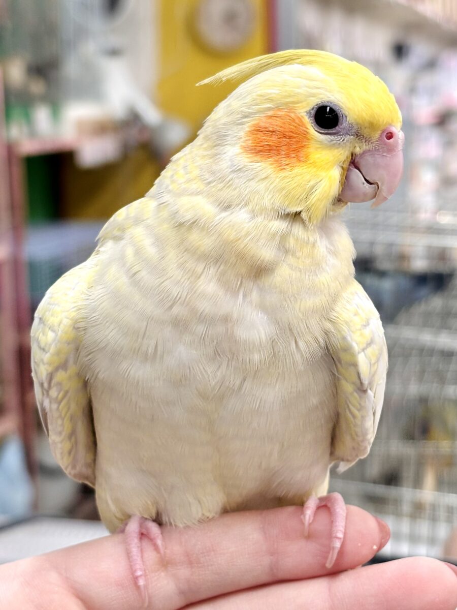 オカメインコ シナモンパール 🤎🧡💛🦜 オカメインコ