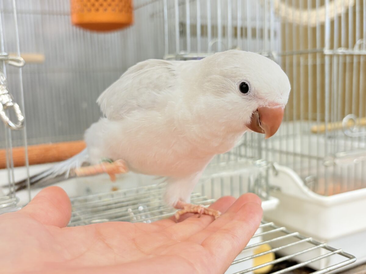 オキナインコ