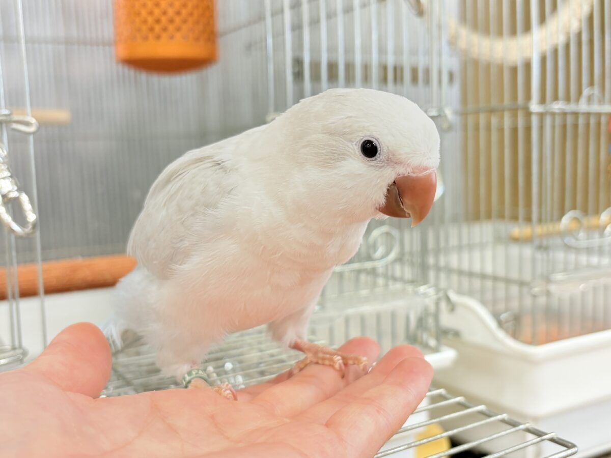 オキナインコ