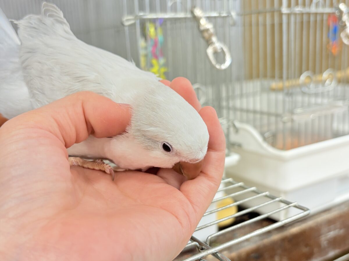 オキナインコ