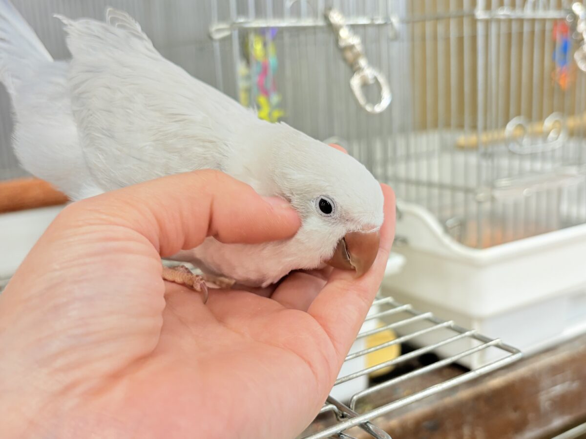 オキナインコ