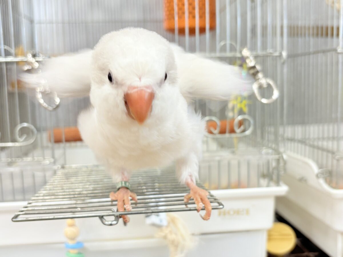 オキナインコ