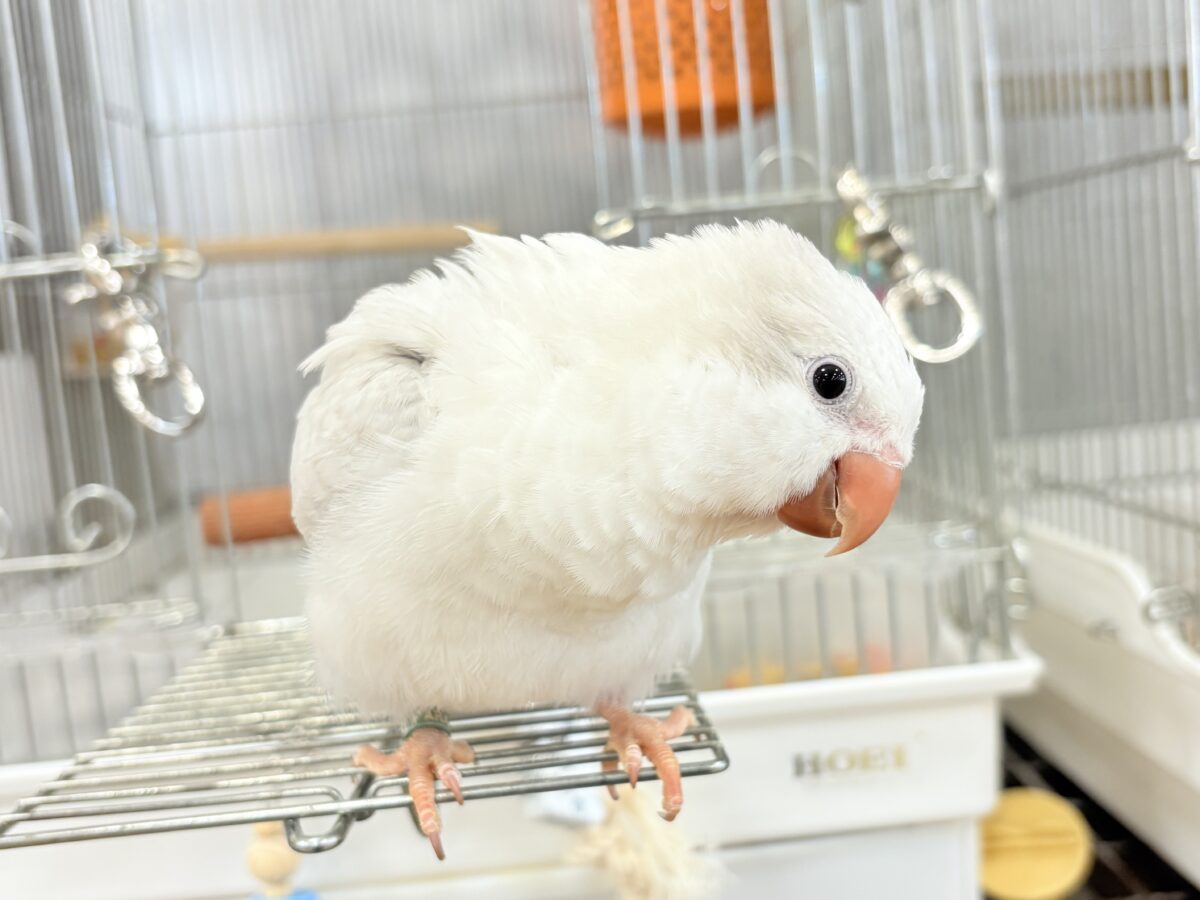 オキナインコ