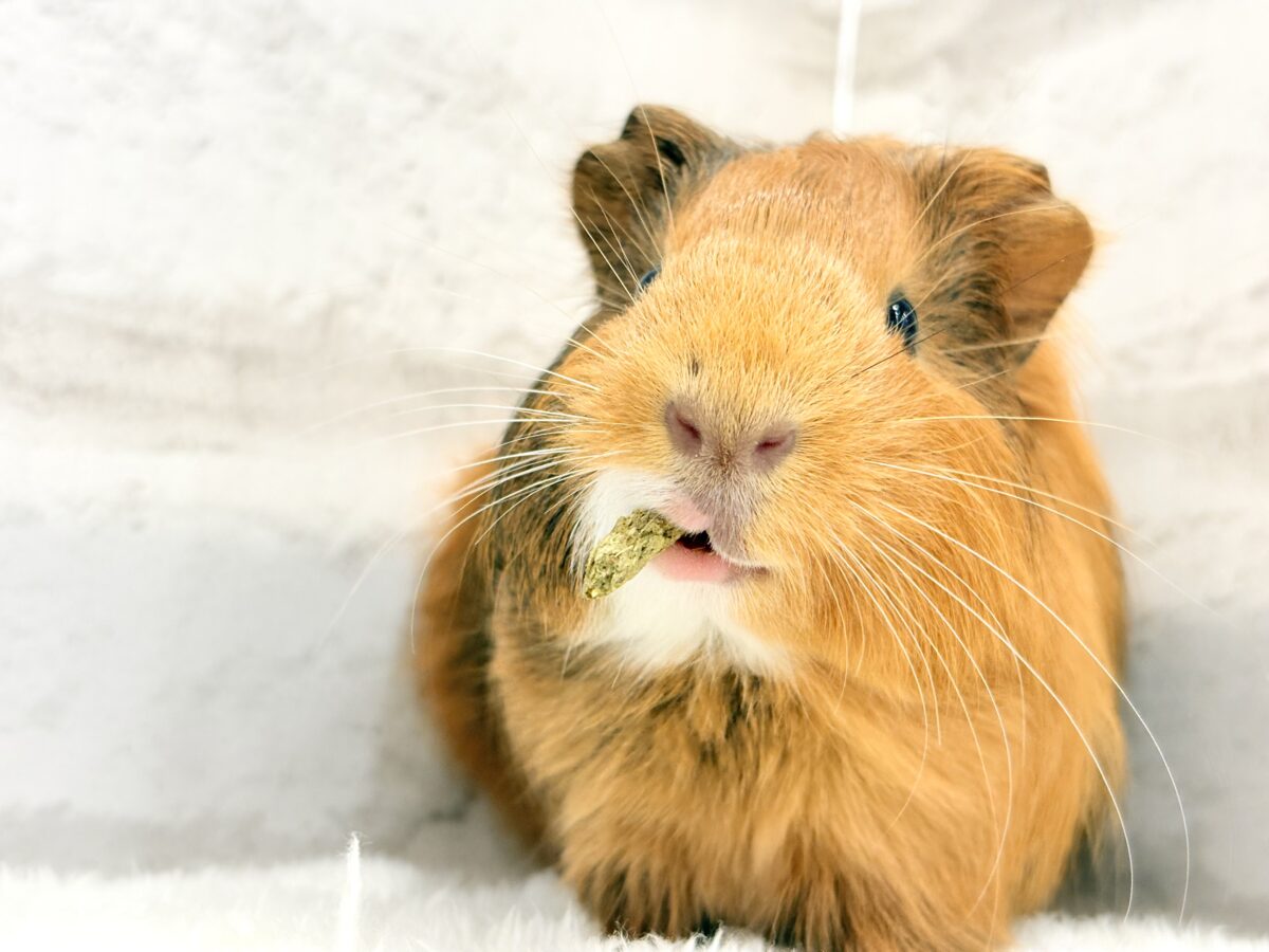 【- ̗̀🌱千葉店現在🌿】夏休みPuiPuiフェア🐹🌴🎐 説明画像です