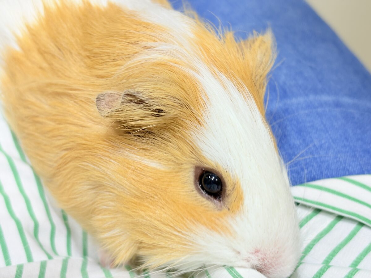 【- ̗̀🌱千葉店現在🌿】夏休みPuiPuiフェア🐹🌴🎐 説明画像です
