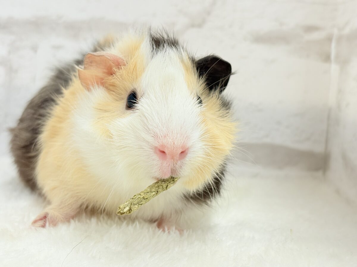 【- ̗̀🌱千葉店現在🌿】夏休みPuiPuiフェア🐹🌴🎐 説明画像です
