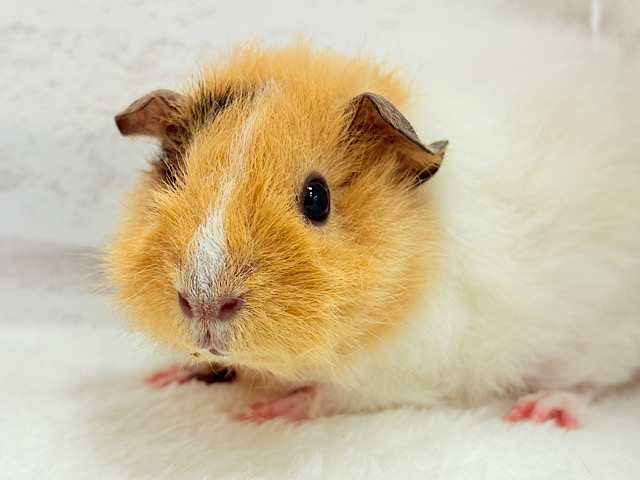 【- ̗̀🌱千葉店現在🌿】夏休みPuiPuiフェア🐹🌴🎐 説明画像です