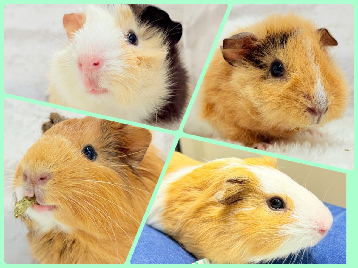 【- ̗̀🌱千葉店現在🌿】夏休みPuiPuiフェア🐹🌴🎐