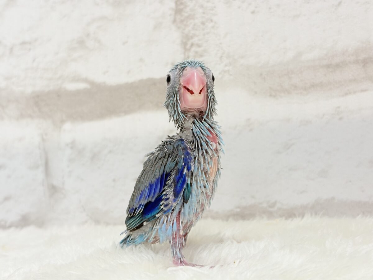 【最新画像更新🪄】お腹が減ると恐竜だっ🦕⋆͛マメルリハ(ブルー) 男の子 ヒナ マメルリハ