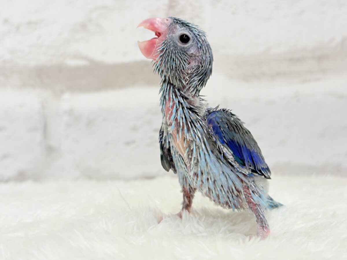 【最新画像更新🪄】お腹が減ると恐竜だっ🦕⋆͛マメルリハ(ブルー) 男の子 ヒナ マメルリハ