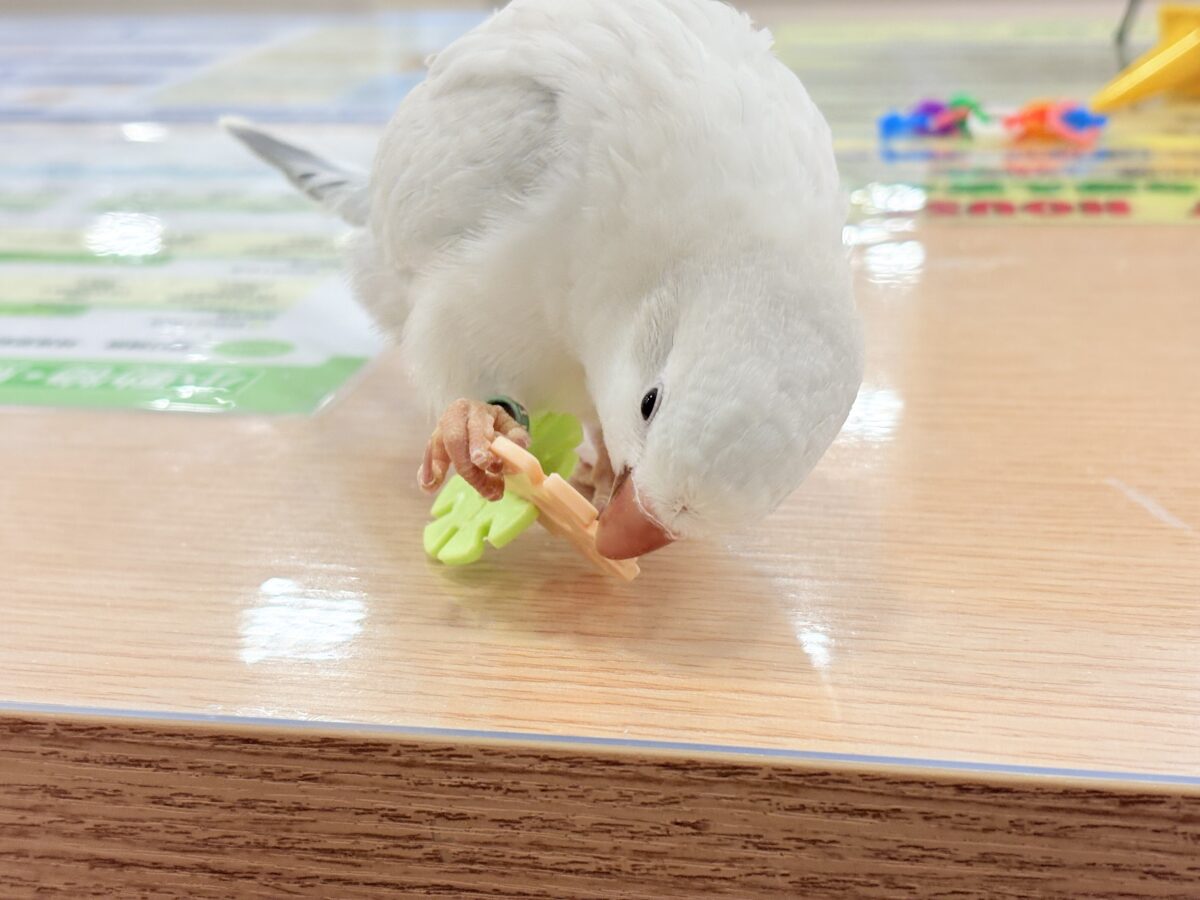 オキナインコ