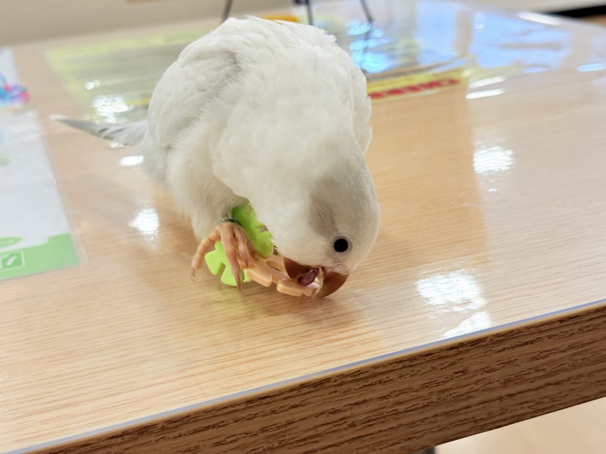 オキナインコ