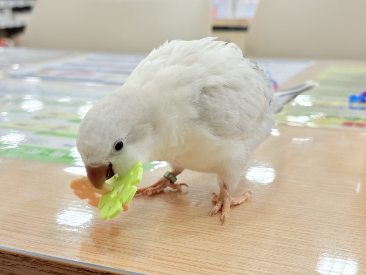 オキナインコ