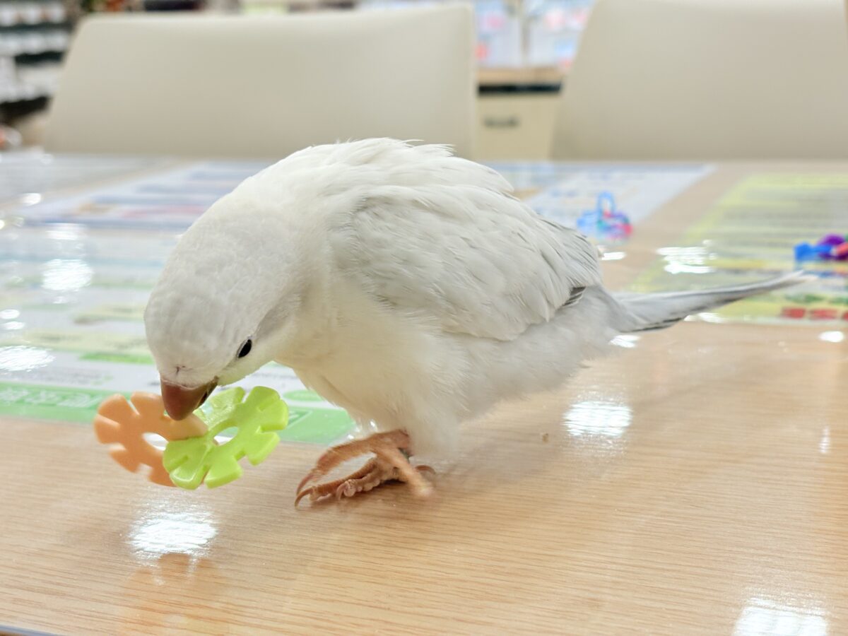 オキナインコ