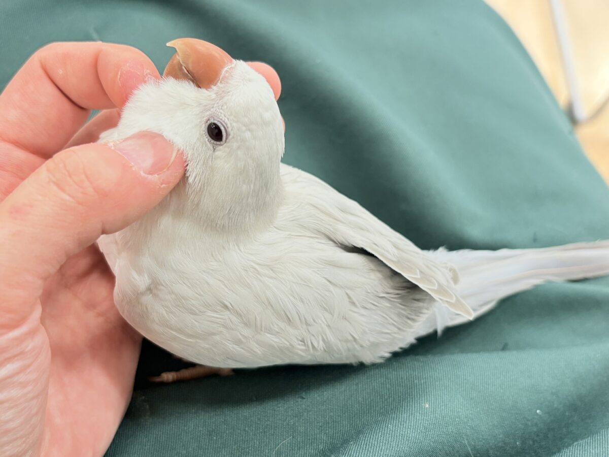 オキナインコ