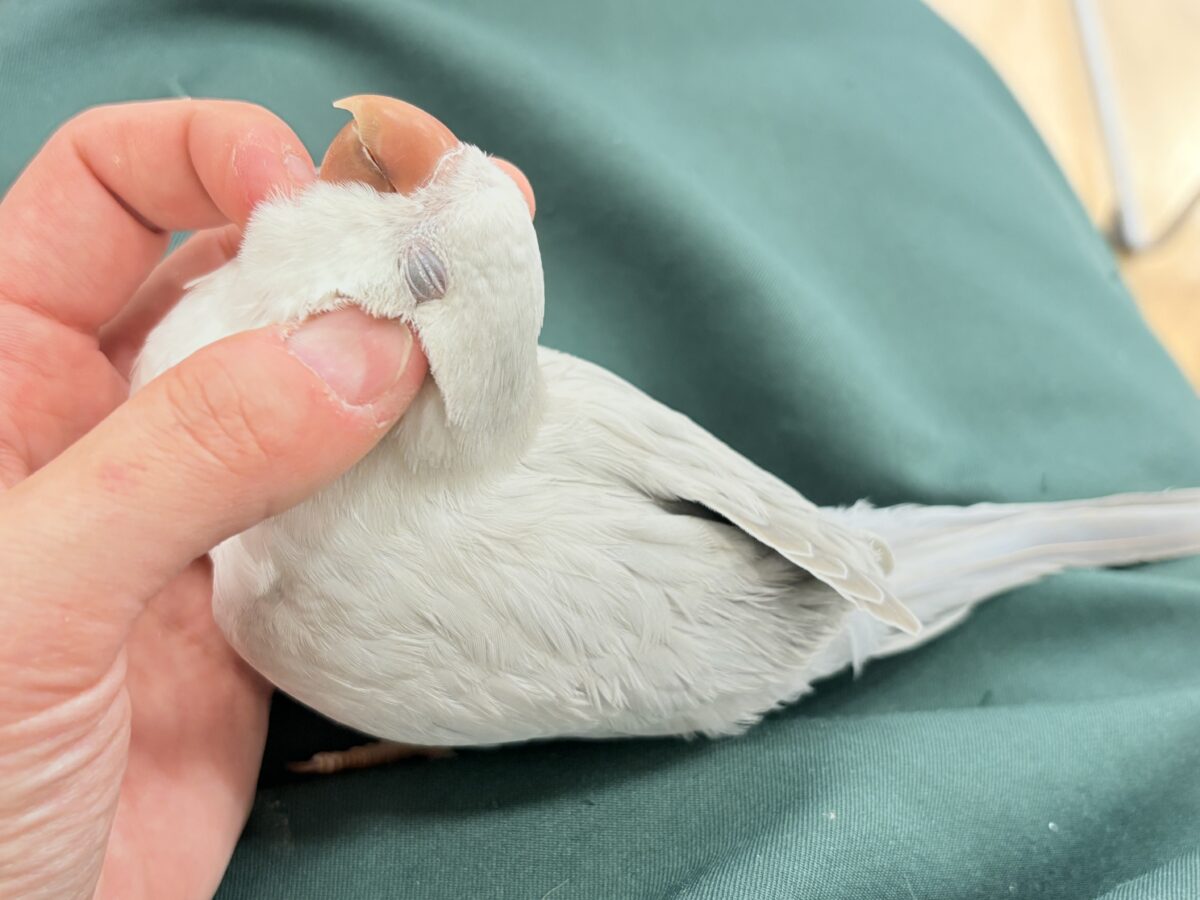 オキナインコ