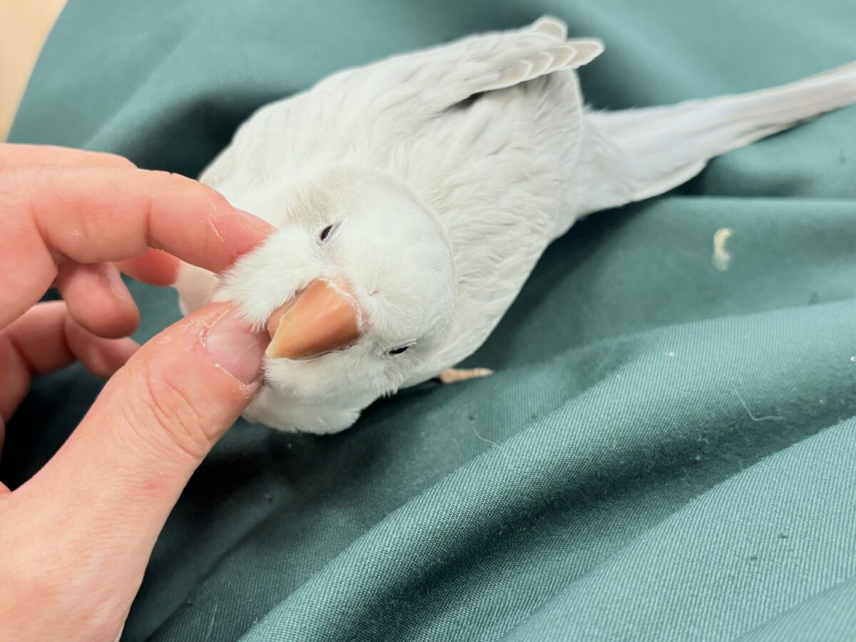 オキナインコ