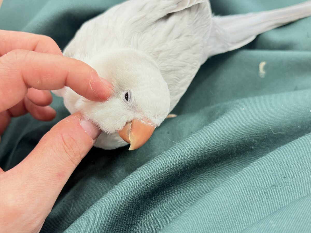 オキナインコ