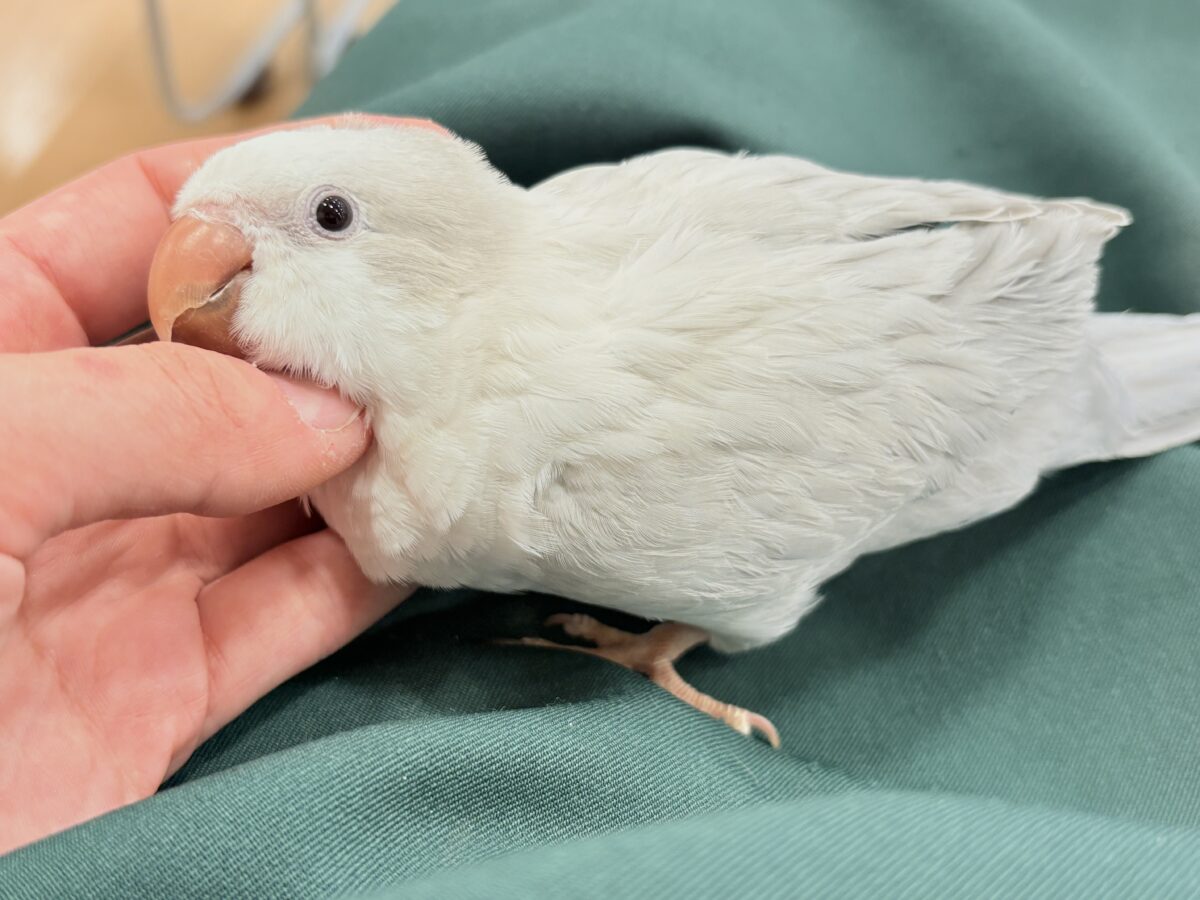 オキナインコ