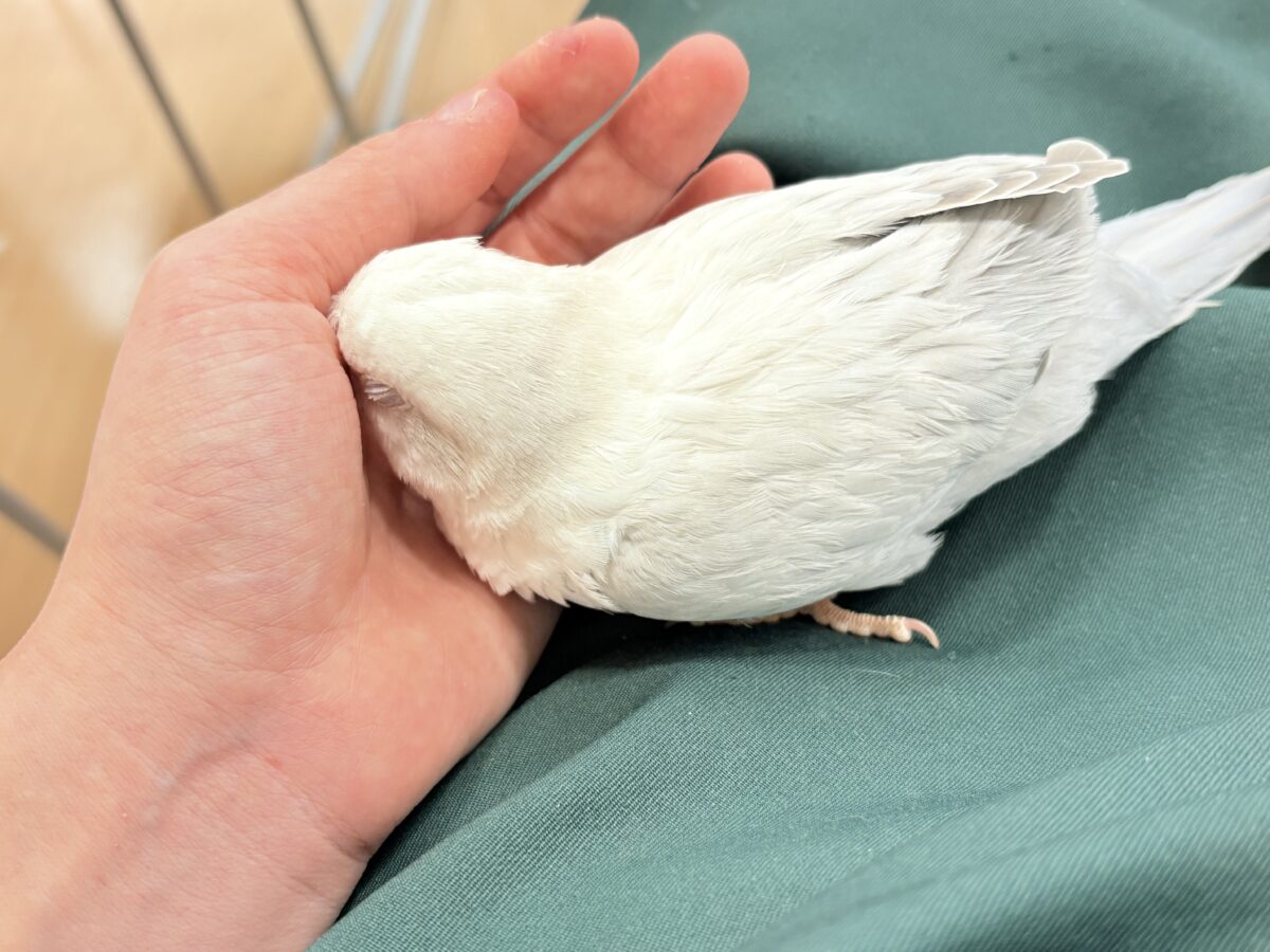 オキナインコ