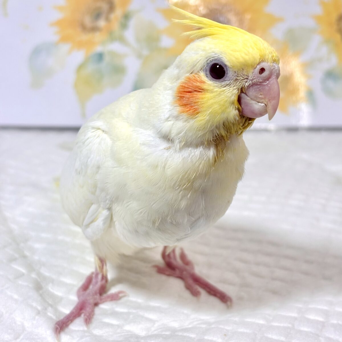 オカメインコ