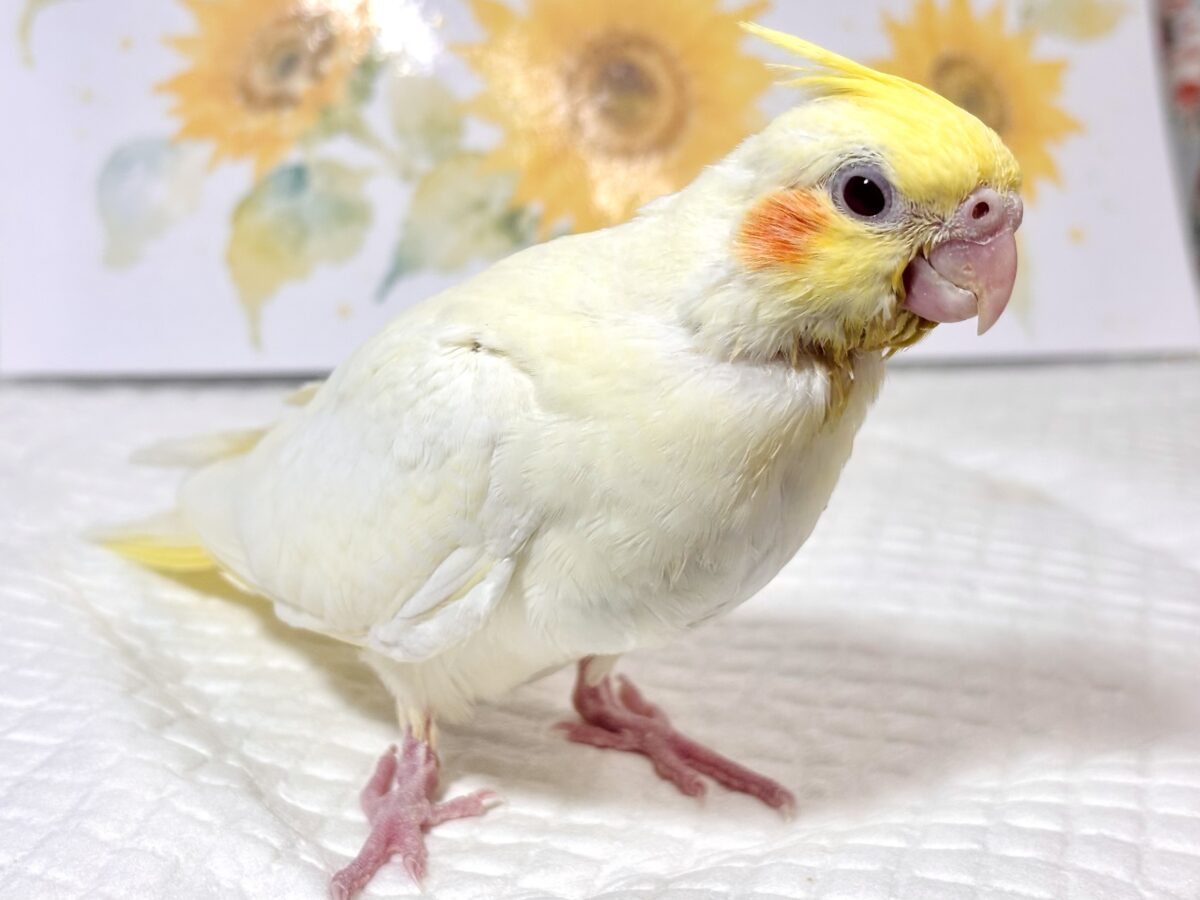 オカメインコ
