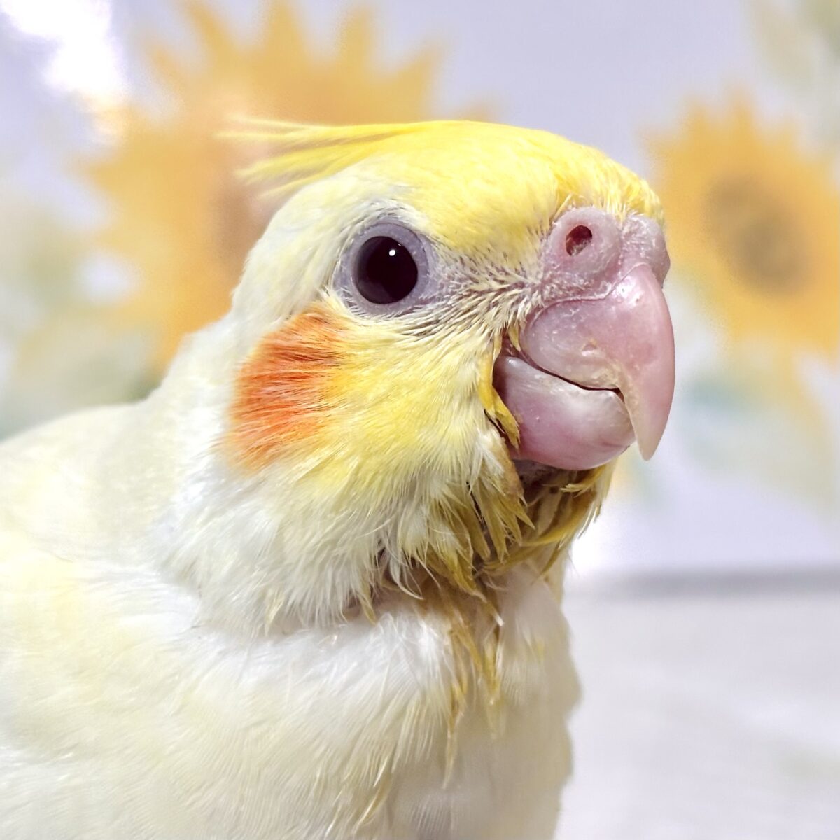 オカメインコ
