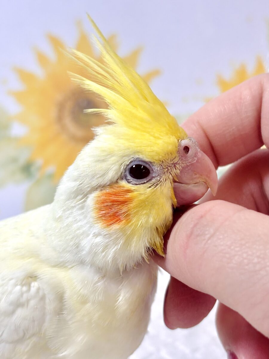 オカメインコ