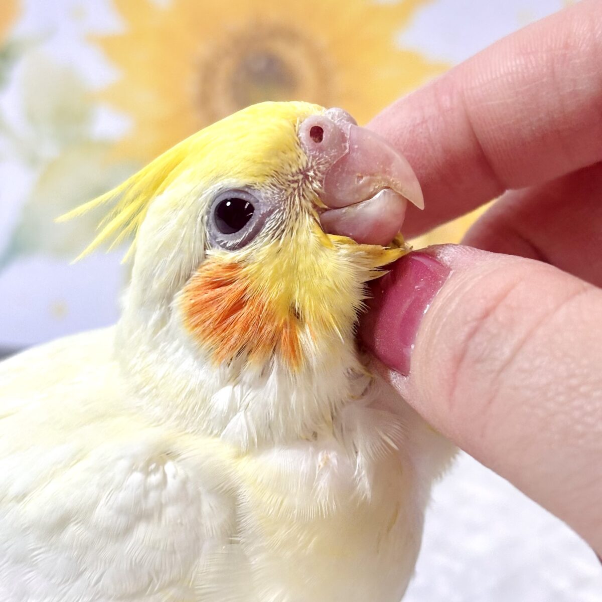 🌻 オカメインコ ルチノー ♡🐥💛 オカメインコ