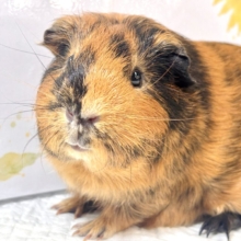 🧡 もちもちボディに惚れちゃう♡ イングリッシュモルモット  男の子  ブラウン×ブラック🐹✨