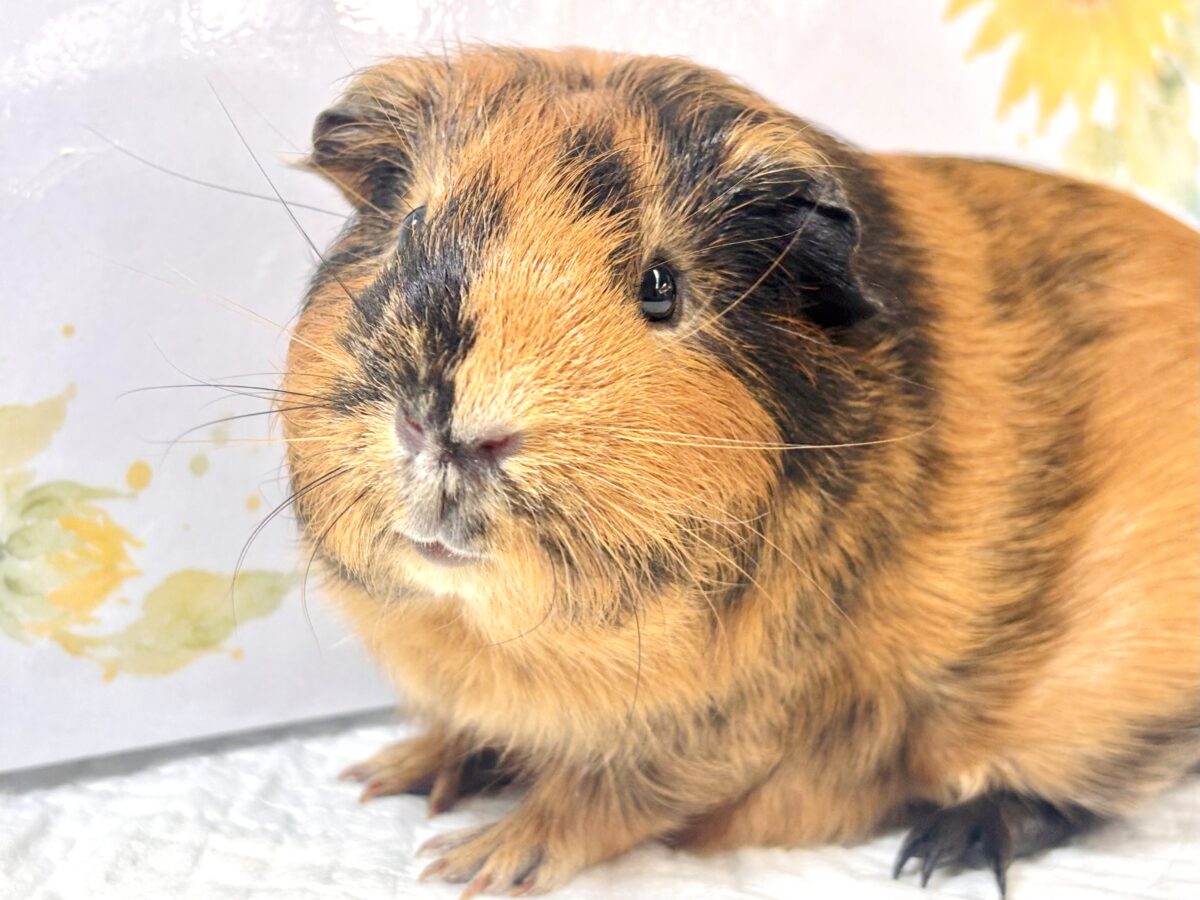 🧡 もちもちボディに惚れちゃう♡ イングリッシュモルモット  男の子  ブラウン×ブラック🐹✨
