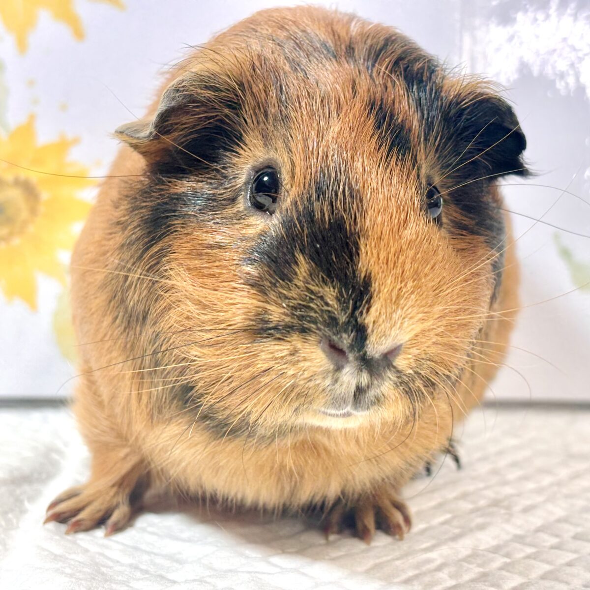 🧡 もちもちボディに惚れちゃう♡ イングリッシュモルモット 男の子 ブラウン×ブラック🐹✨ イングリッシュモルモット