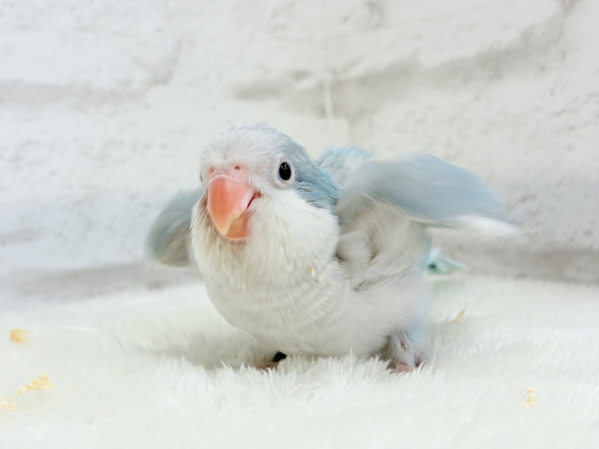 オキナインコ