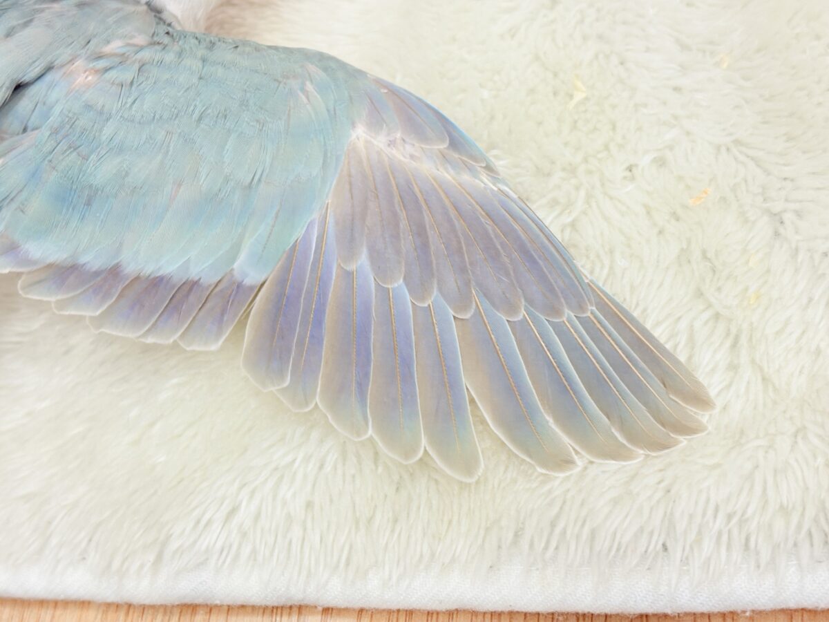 【最新画像・動画更新🪄もうすぐひとり餌☆】おめめがキレイ✨澄んだ瞳が魅力的🐣🫧オキナインコ(ブルーパリド) ヒナ オキナインコ