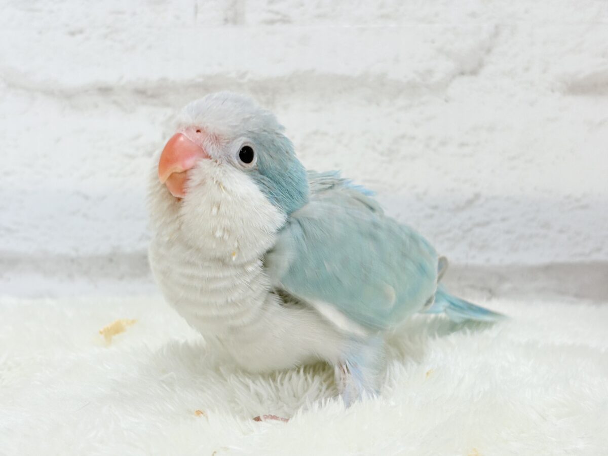 オキナインコ