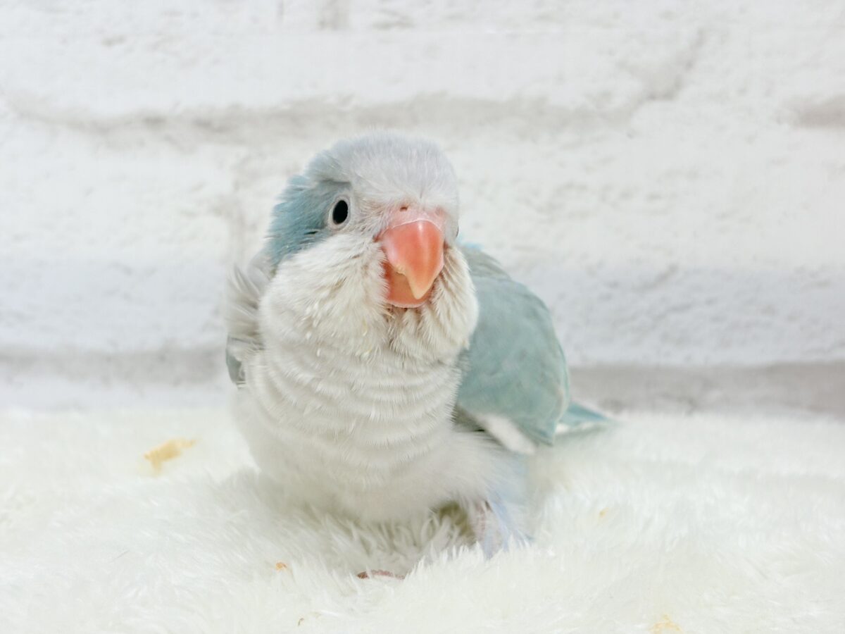 オキナインコ