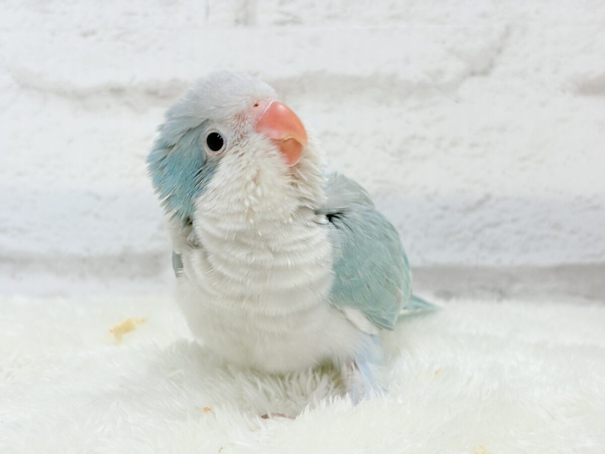 【最新画像・動画更新🪄もうすぐひとり餌☆】おめめがキレイ✨澄んだ瞳が魅力的🐣🫧オキナインコ(ブルーパリド) ヒナ オキナインコ