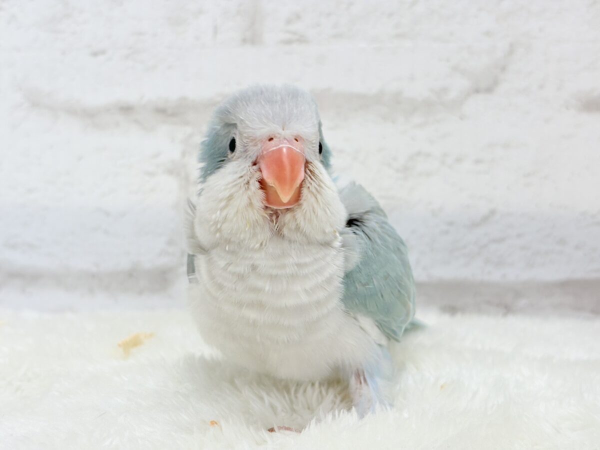 オキナインコ