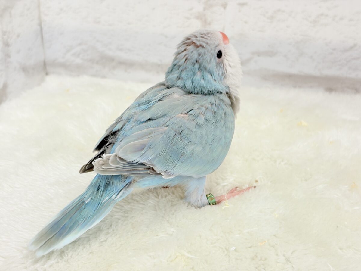 オキナインコ