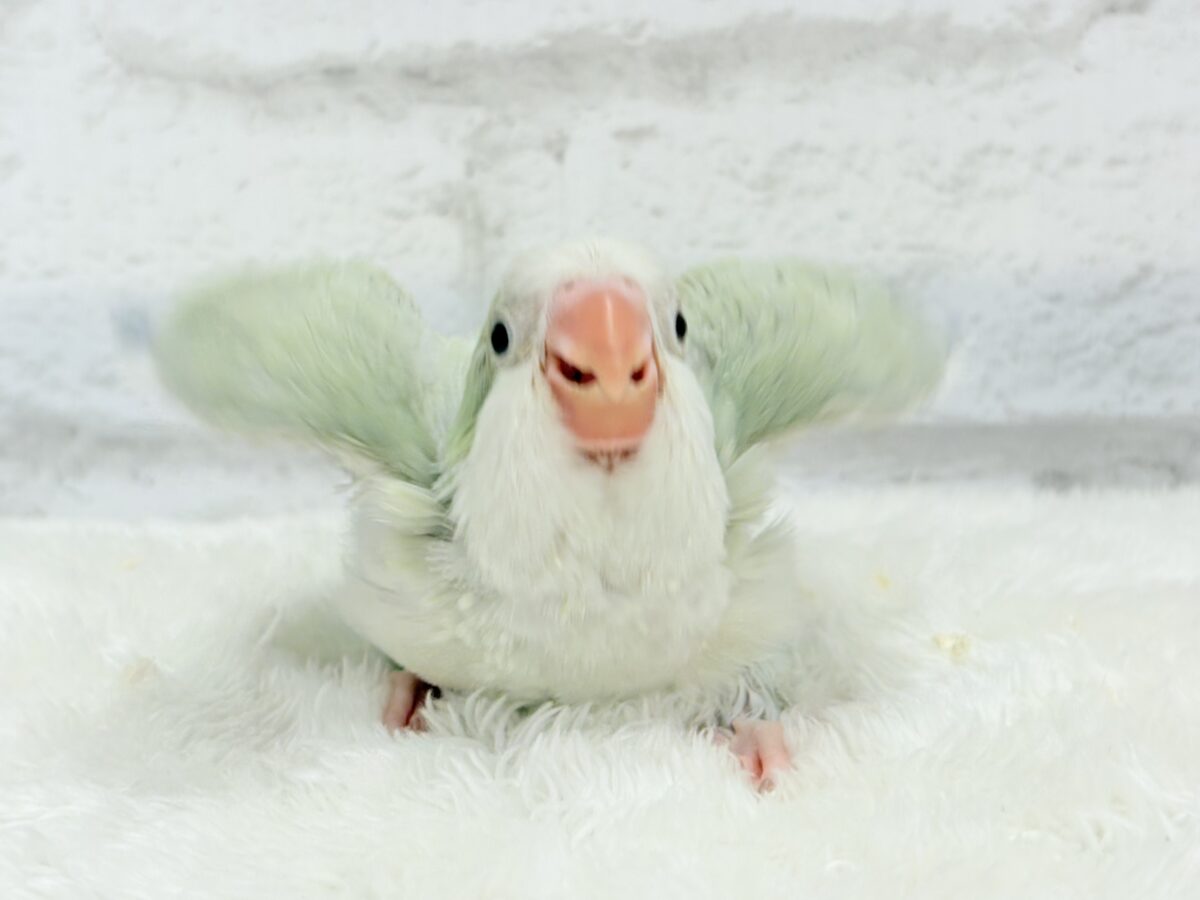【最新画像更新🪄】淡い淡い禁断の果実🐣🍏オキナインコ(アクアブルーパリドイノ) ヒナ オキナインコ