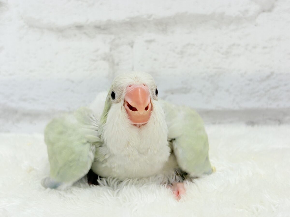 オキナインコ