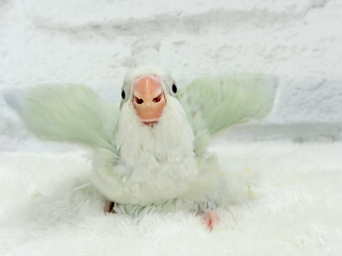 【最新画像更新🪄】淡い淡い禁断の果実🐣🍏オキナインコ(アクアブルーパリドイノ) ヒナ オキナインコ