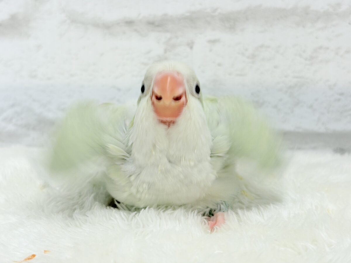 オキナインコ