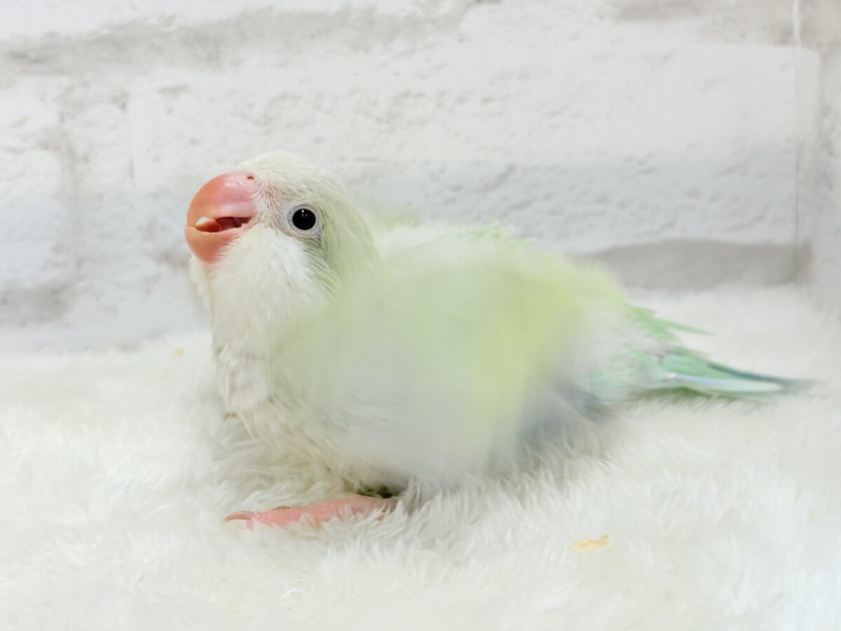 オキナインコ