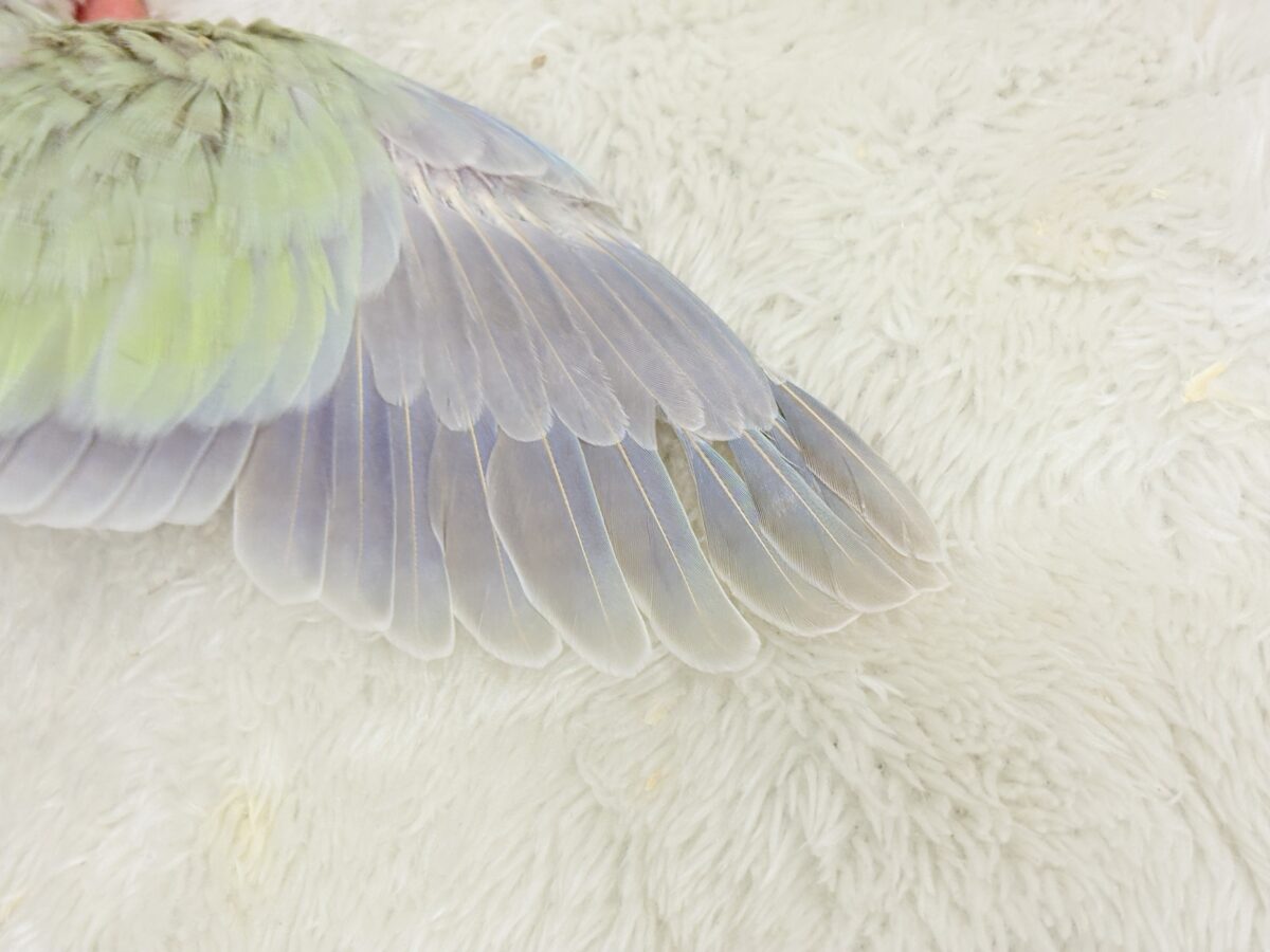 オキナインコ